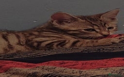 Domestic Shorthair cats for sale: Adorable Female Kitten Looking for a Home 🐾 - Image 6