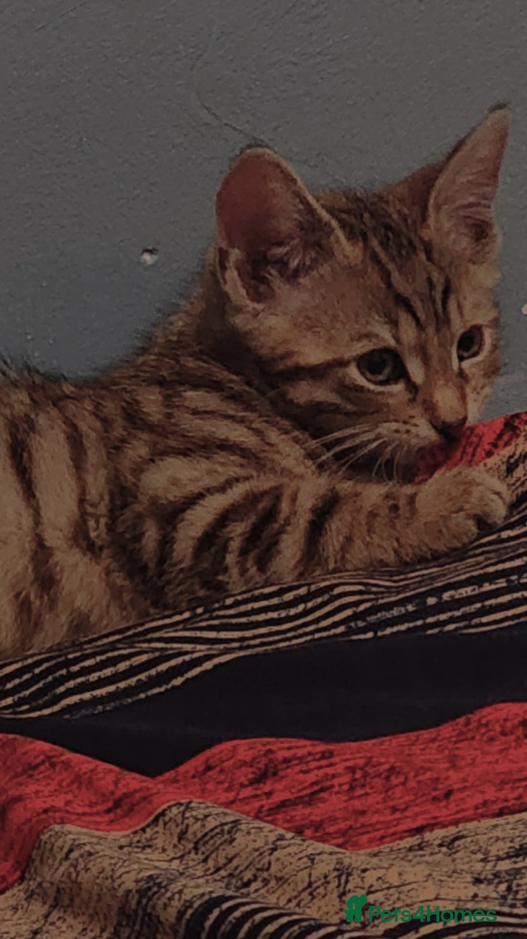 Domestic Shorthair cats for sale: Adorable Female Kitten Looking for a Home 🐾 - Image 6