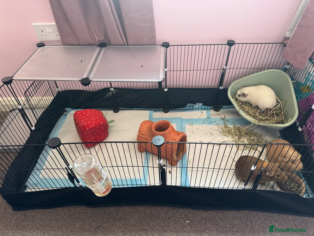 Guinea Pig rodents for sale: 3 male guinea pigs  - Advert 2