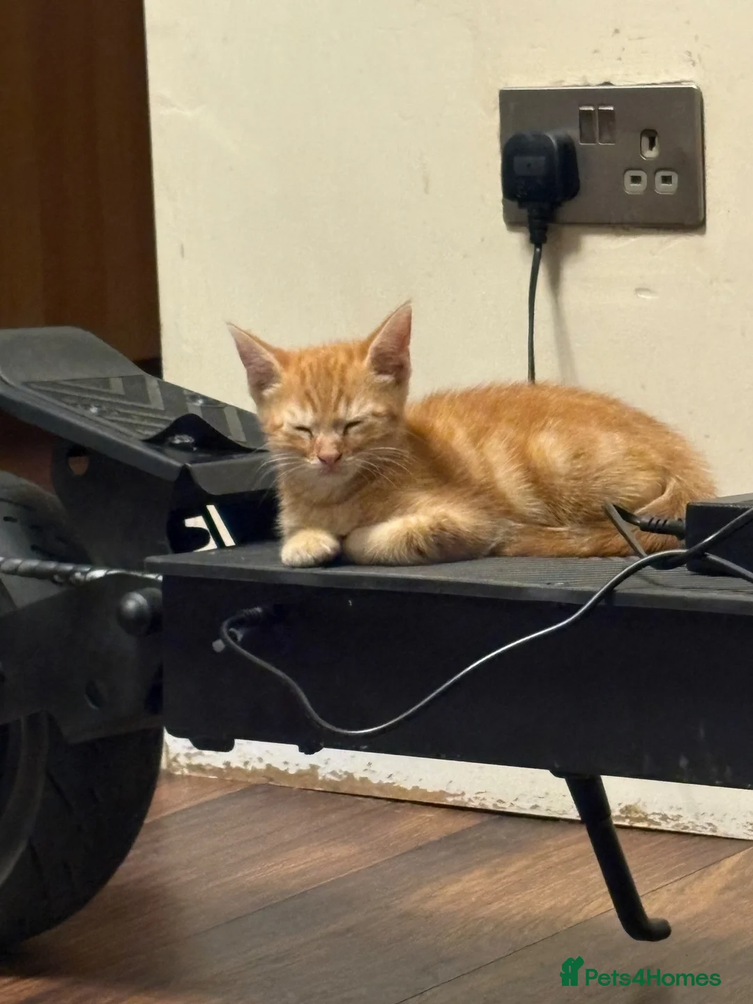 Mixed Breed cats for sale: Ginger boy for sale  in Harlow - Advert 5