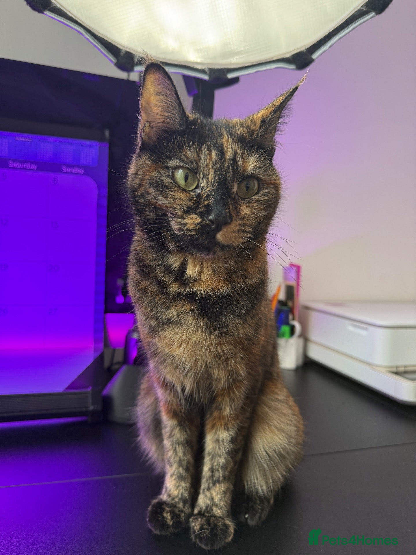 Domestic Shorthair cats 🐾♥️Meet Chocolate, Our Beautiful, Sweet Girl!♥️🐾 - Advert 4