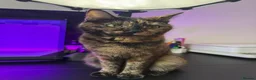 Domestic Shorthair cats for sale: 🐾♥️Meet Chocolate, Our Beautiful, Sweet Girl!♥️🐾 - Advert 1