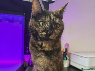 Domestic Shorthair cats 🐾♥️Meet Chocolate, Our Beautiful, Sweet Girl!♥️🐾 - Advert 1