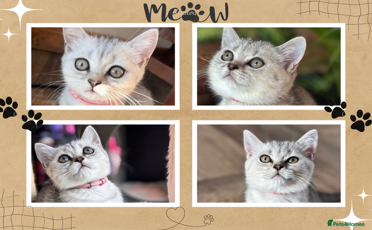 British Shorthair cats - Advert 6