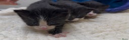 Mixed Breed cats for sale: Two kittens looking for family together - Advert 15