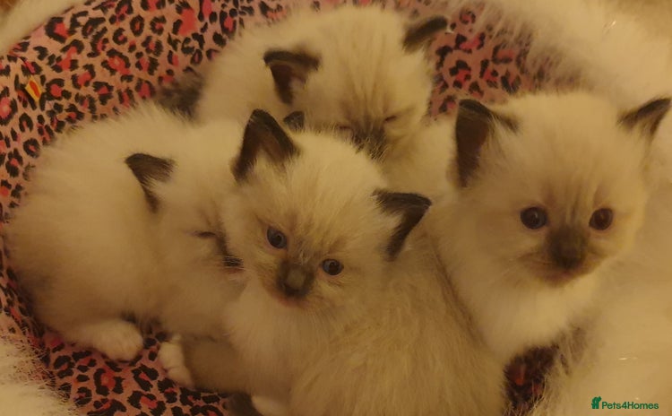 Ragdoll cats - Advert 2