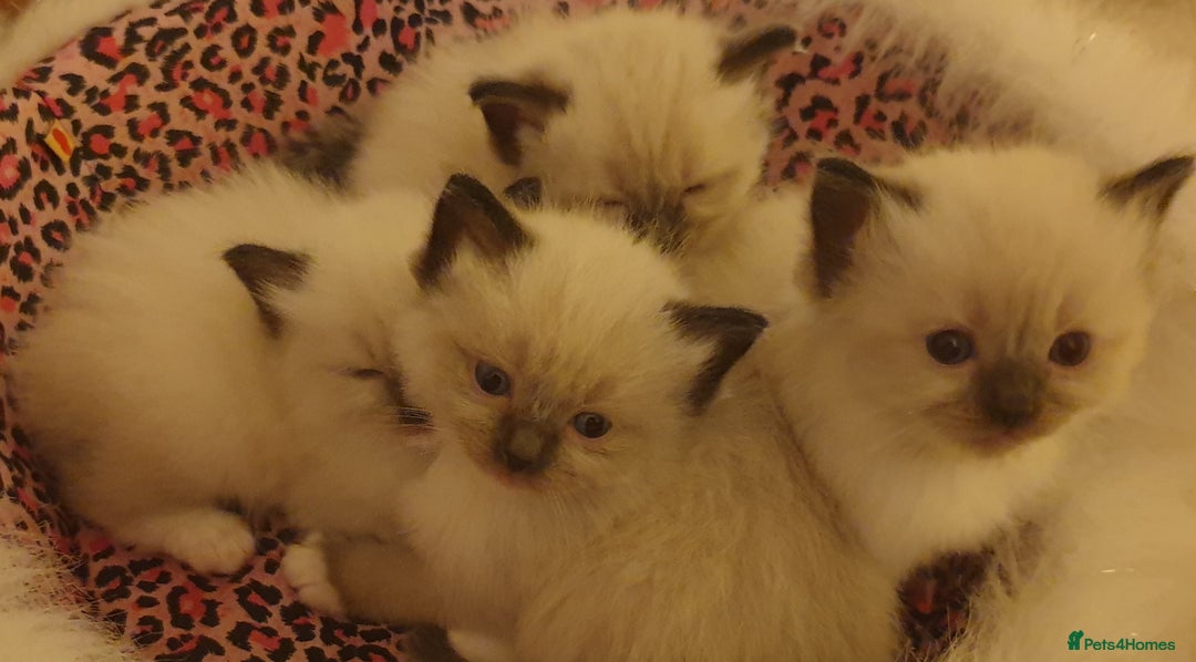 Ragdoll cats for sale: 4 beautiful ragdoll kittens for sale - Oxford - Image 1