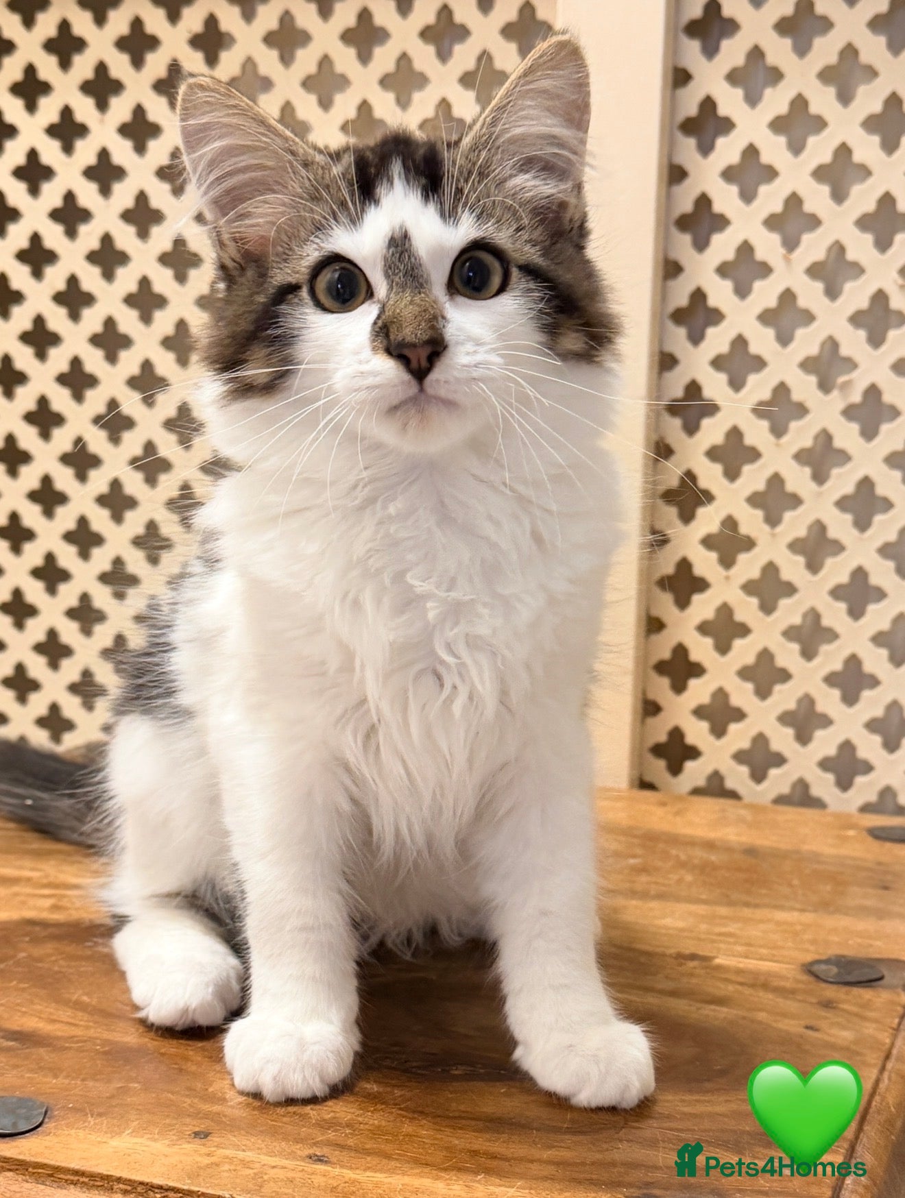 Mixed Breed cats 💖 MAINE COON X RAGDOLL *PARENTS HEALTH TESTED* 💖 - Advert 2