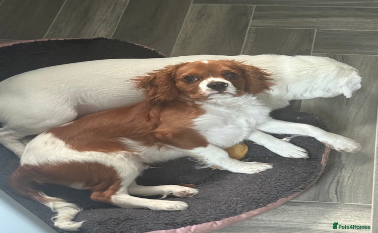 Cavalier King Charles Spaniel dogs - Advert 6