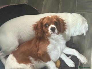 Cavalier King Charles Spaniel dogs - Advert 19