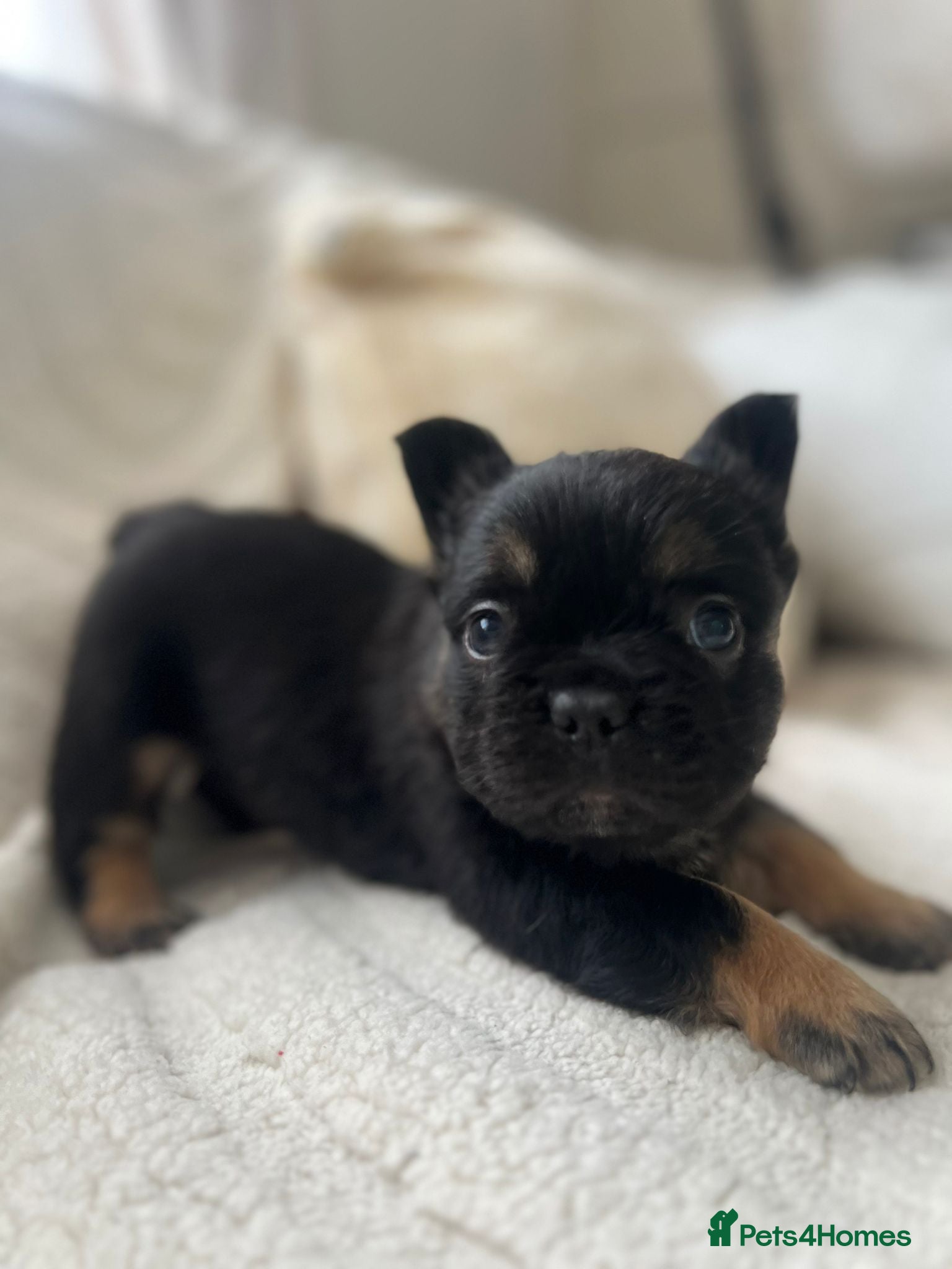 French Bulldog dogs Fluffy Frenchie  - Advert 5