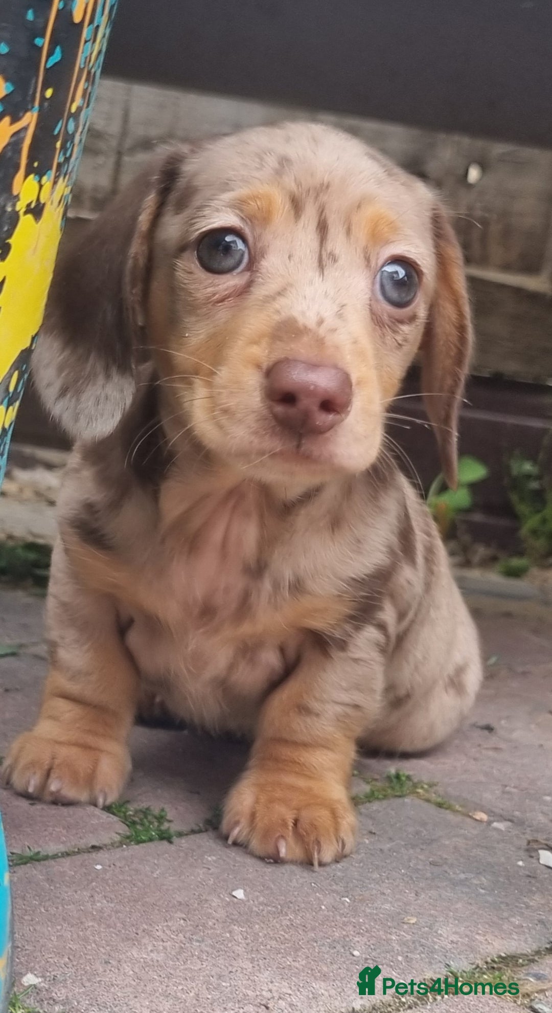 Miniature Dachshund dogs for sale: Kc registered  super mini  dachshunds  - Image 1