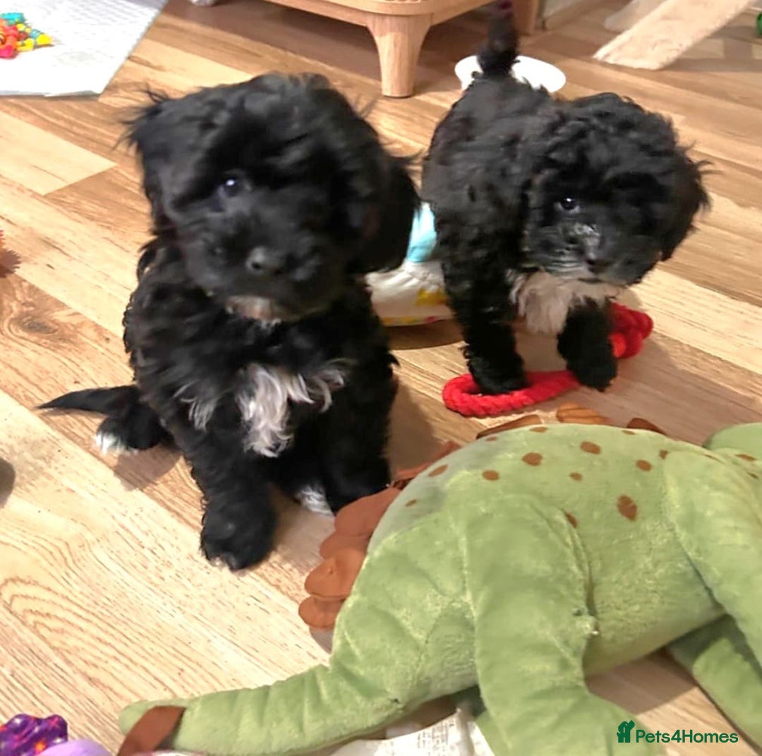 Shihpoo dogs for sale: Baby Shihpoos  - Advert 1