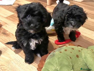 Shihpoo dogs Baby Shihpoos - Advert 7