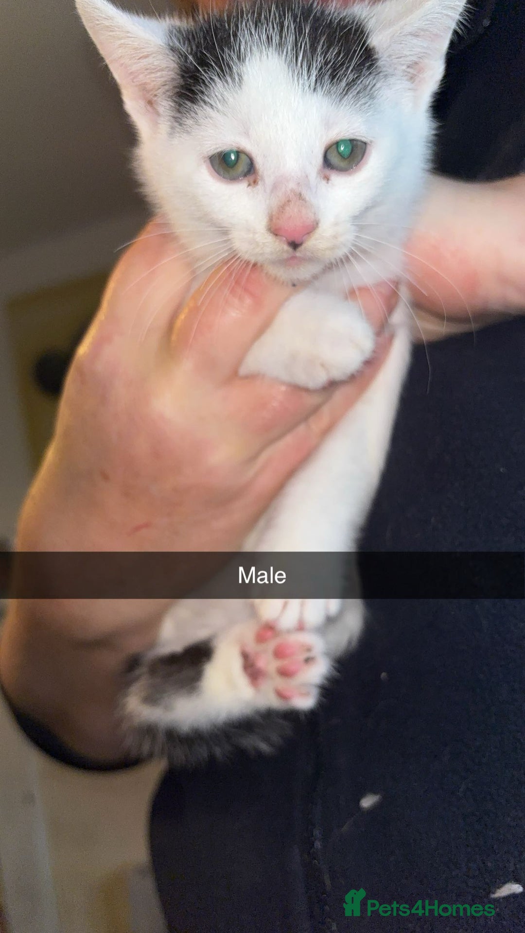 Domestic Shorthair cats for sale: 7 beautiful baby’s ready to go now - Image 4