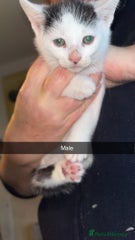 Domestic Shorthair Kitten 3