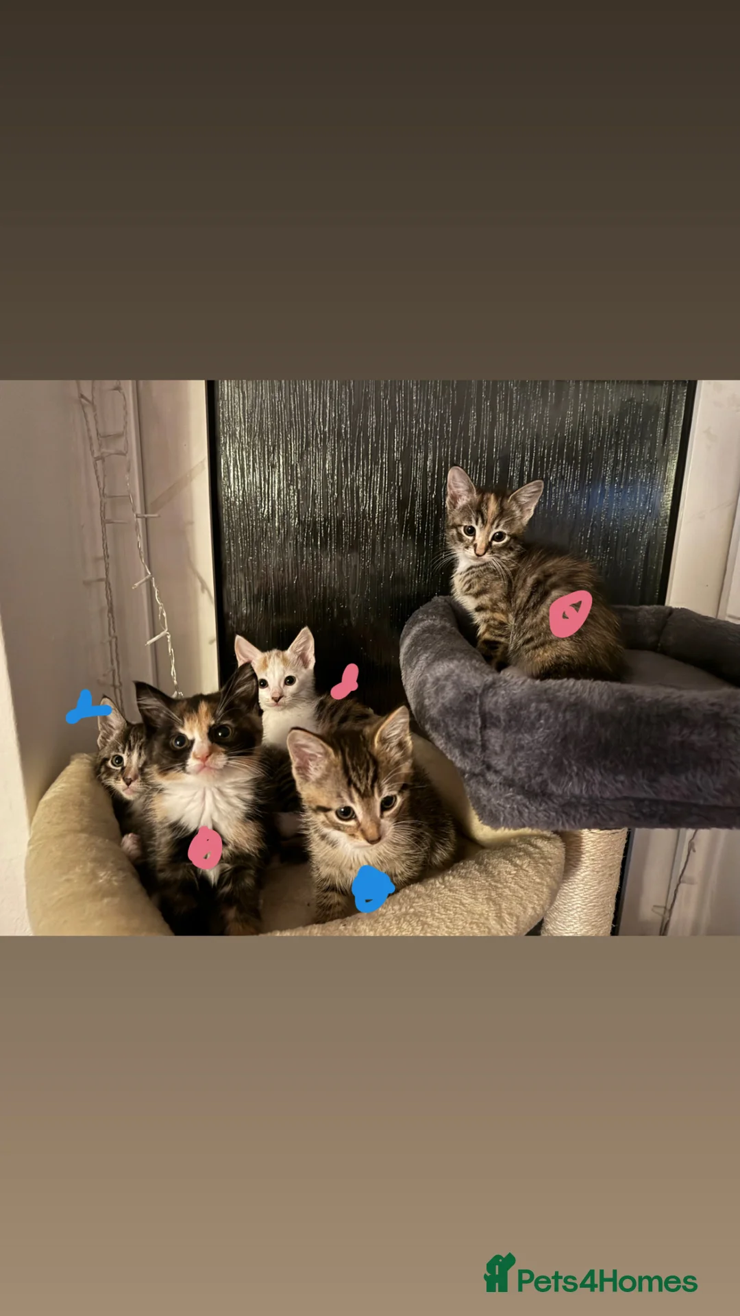 Mixed Breed cats for sale: 5 gorgeous kittens ready to leave now  in Cranbrook - Advert 2