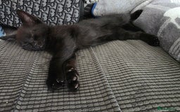 British Shorthair cats for sale: Kittens - Image 7
