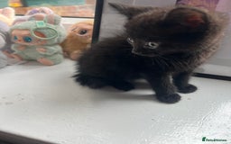 British Shorthair cats for sale: 2 Kittens Left - Image 7