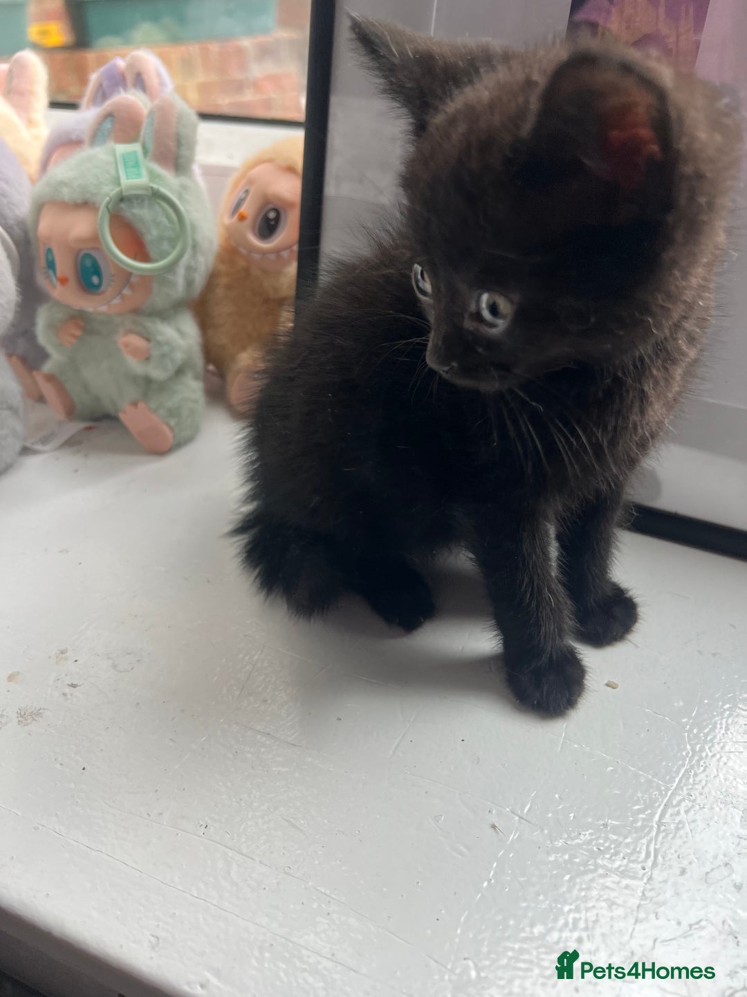 British Shorthair cats for sale: 2 Kittens Left - Image 7