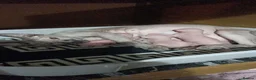 Sphynx cats for sale: Sphynx Kitten - Advert 2