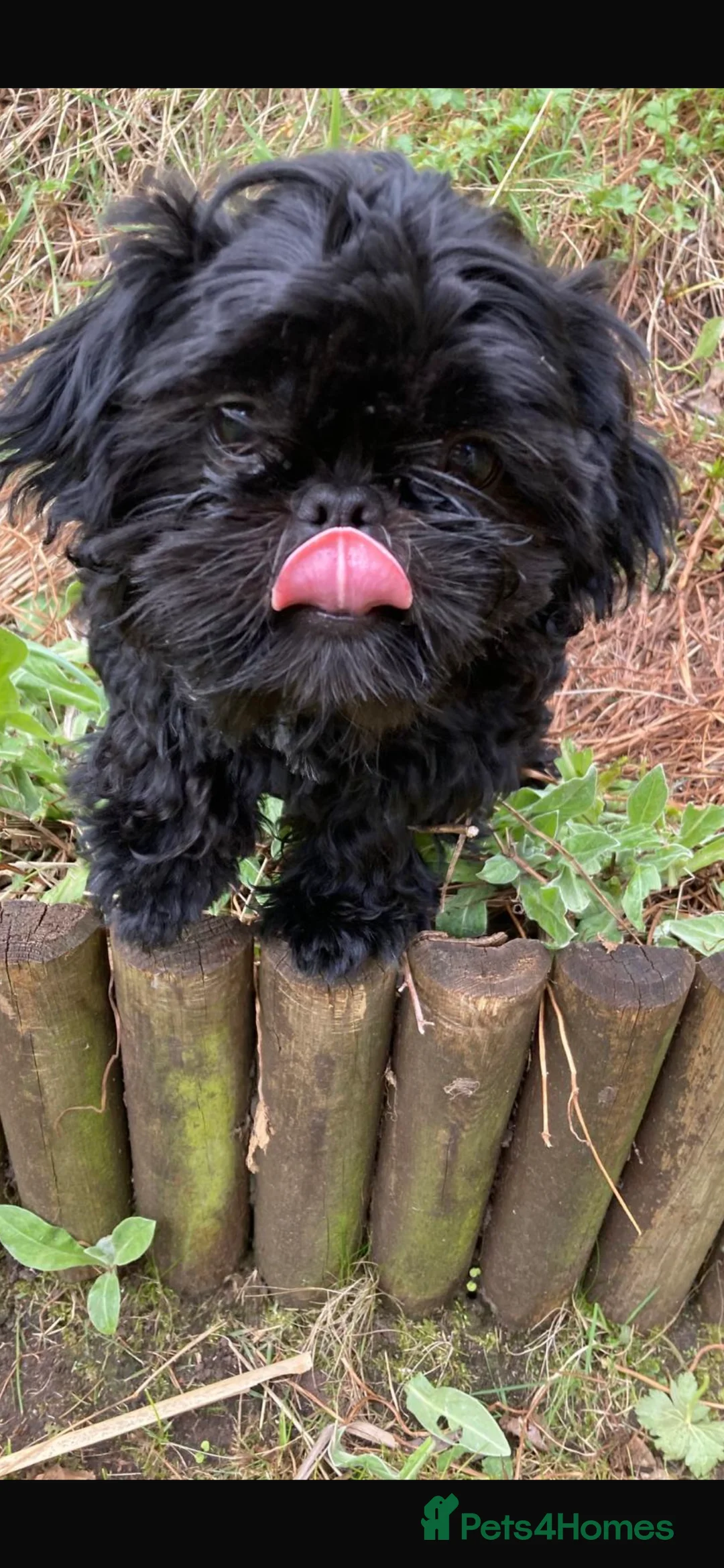 Shih Tzu dogs for sale: Beautiful little girl 14 month old Shih Tzu - Advert 2