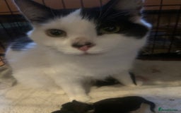 Mixed Breed cats for sale: Cat and kittens  - Image 10