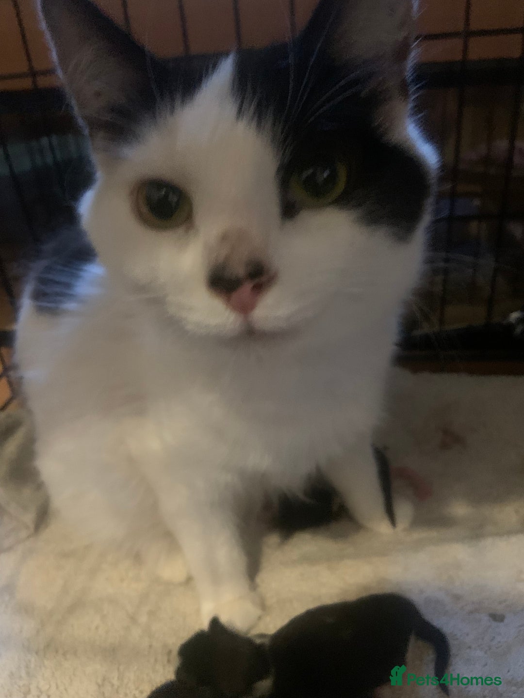 Mixed Breed cats for sale: Cat and kittens  - Image 10