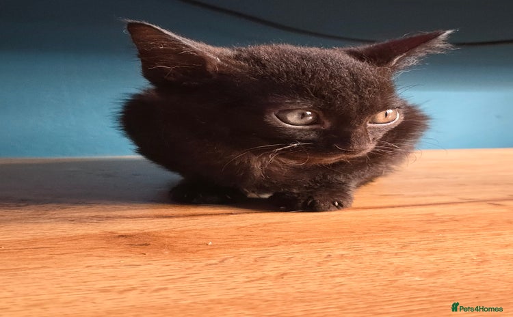 Mixed Breed cats - Advert 22