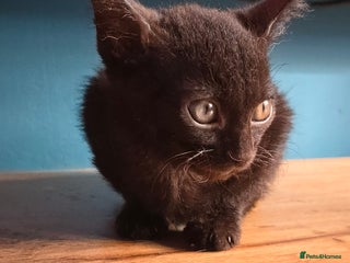 Mixed Breed cats Kittens 3 boys - Advert 11