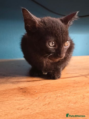 Mixed Breed cats - Advert 22