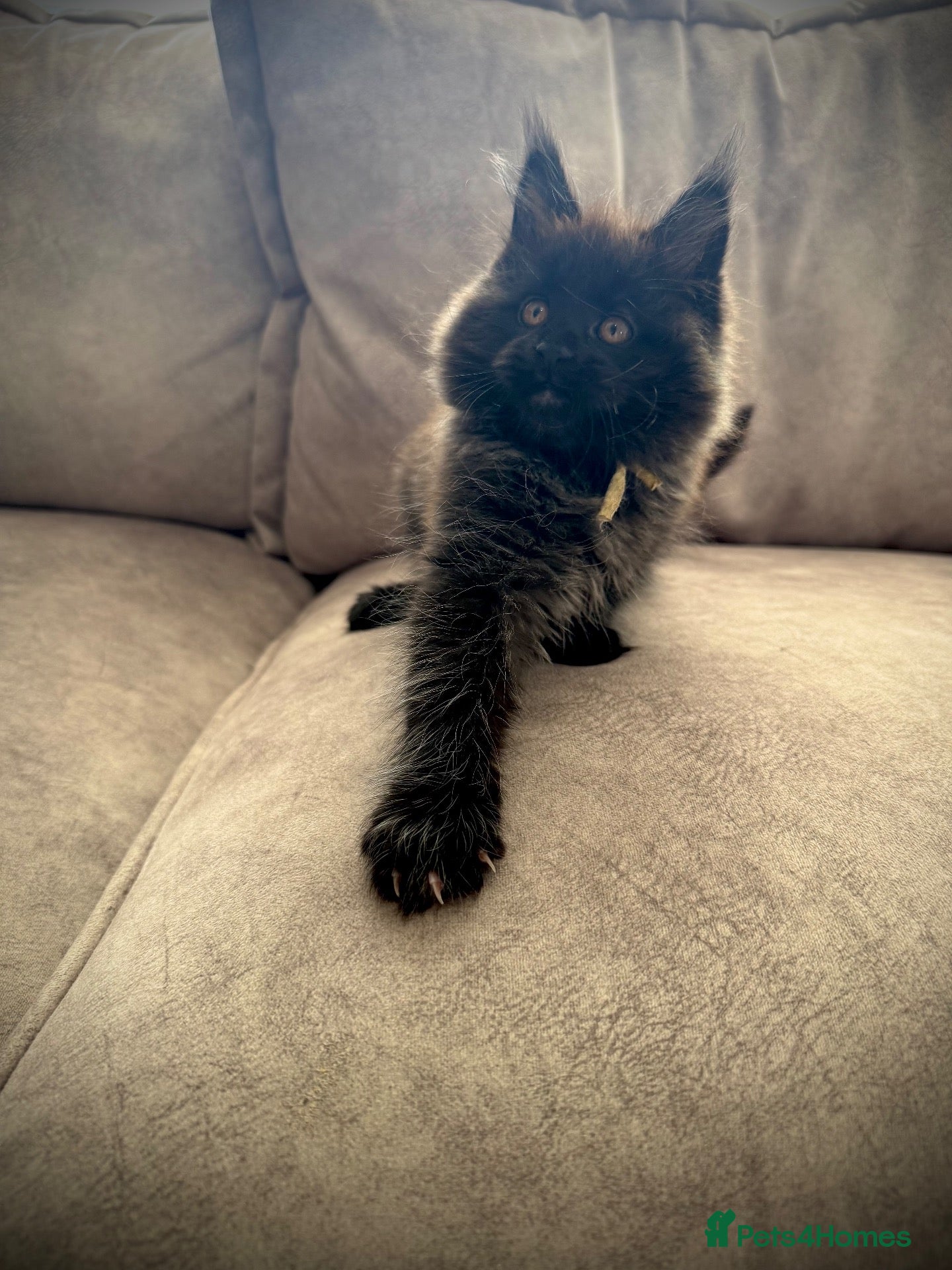 Maine Coon cats **TICA registered Black Maine Coon Kittens** - Advert 11