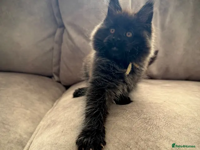 Maine Coon cats **TICA registered Black Maine Coon Kittens** - Advert 5