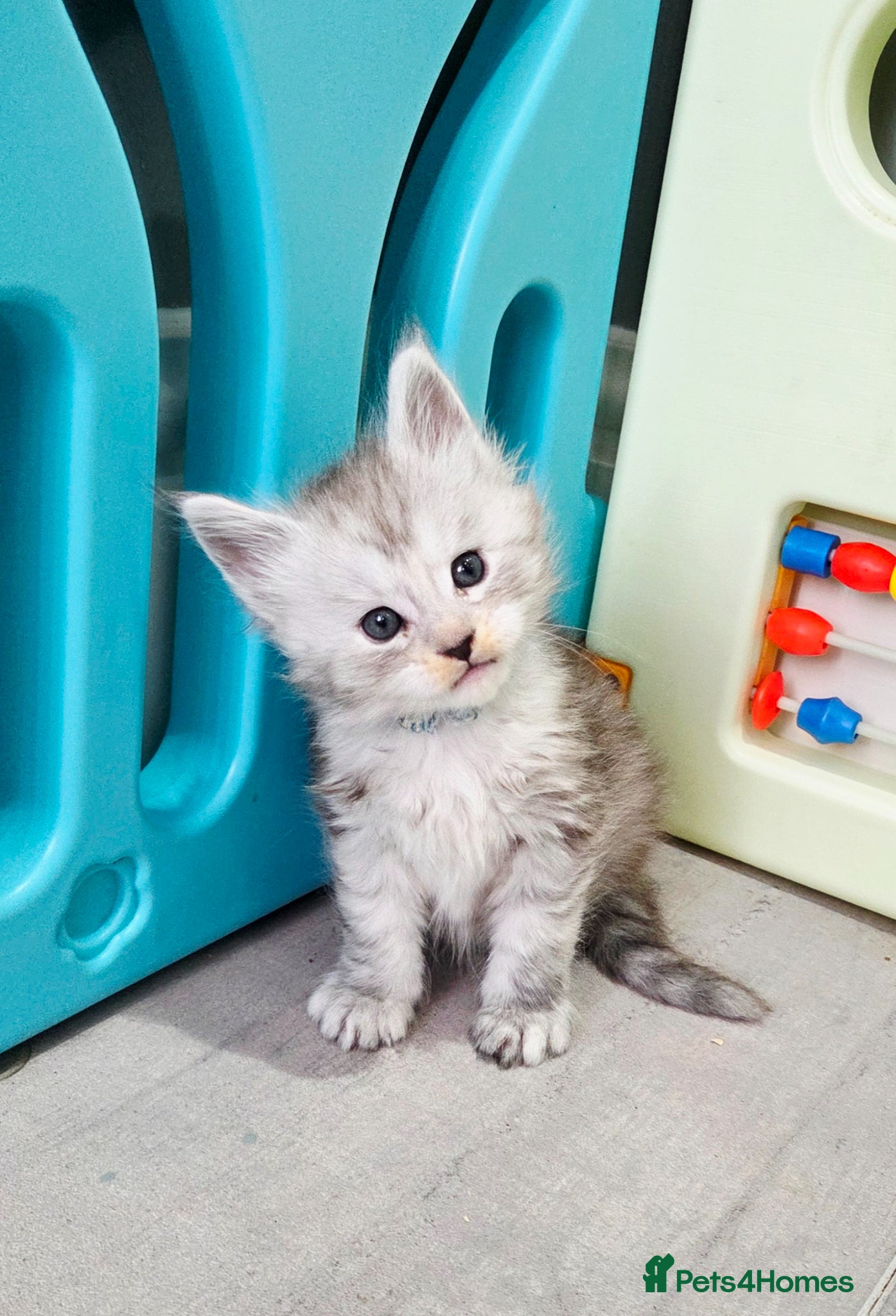 Maine Coon cats Rare polydactyl and silver kittens - Advert 6