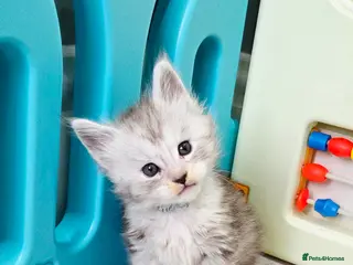 Maine Coon cats Rare polydactyl and silver kittens - Advert 6