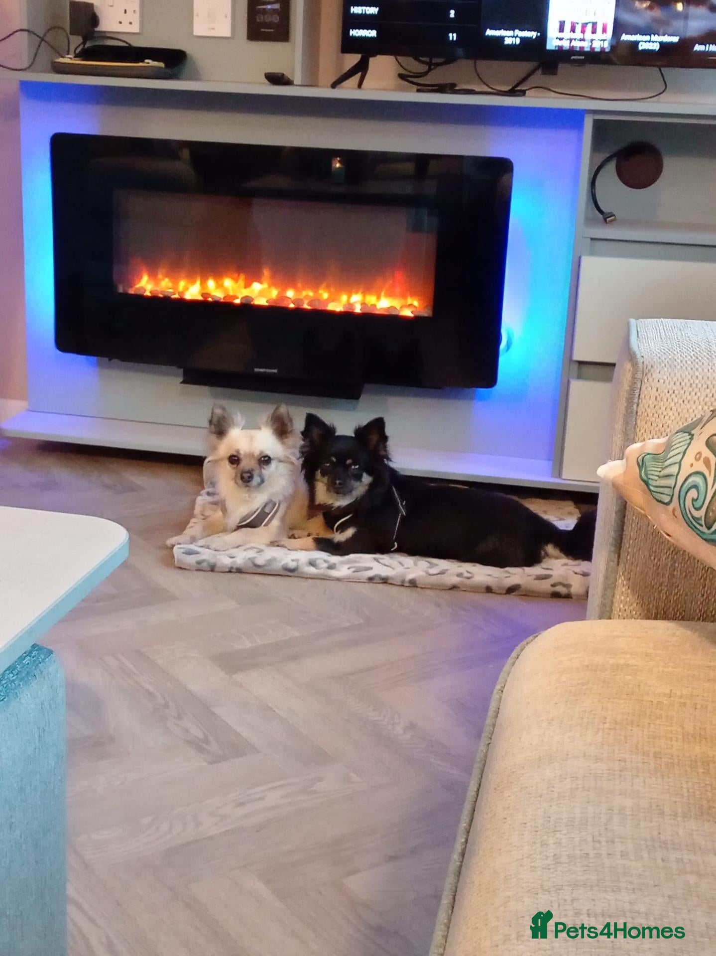 Chihuahua dogs Chiuhauahs looking for new home  - Advert 1