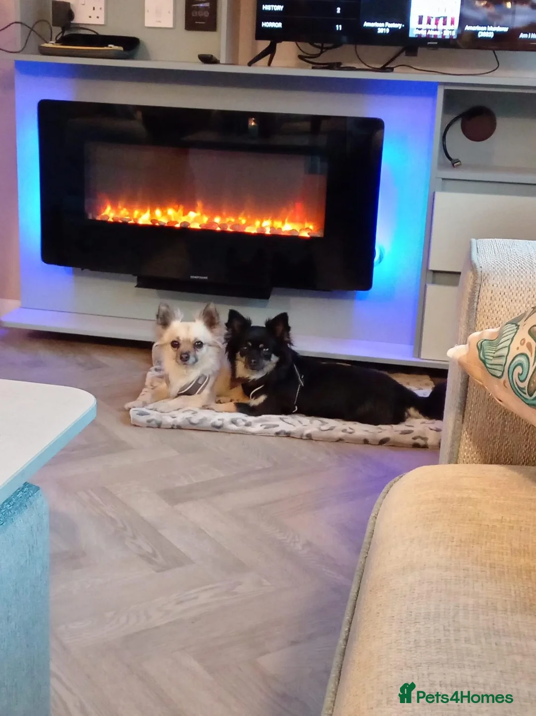 Chihuahua dogs for sale: Chiuhauahs looking for new home  in Hull - Advert 1