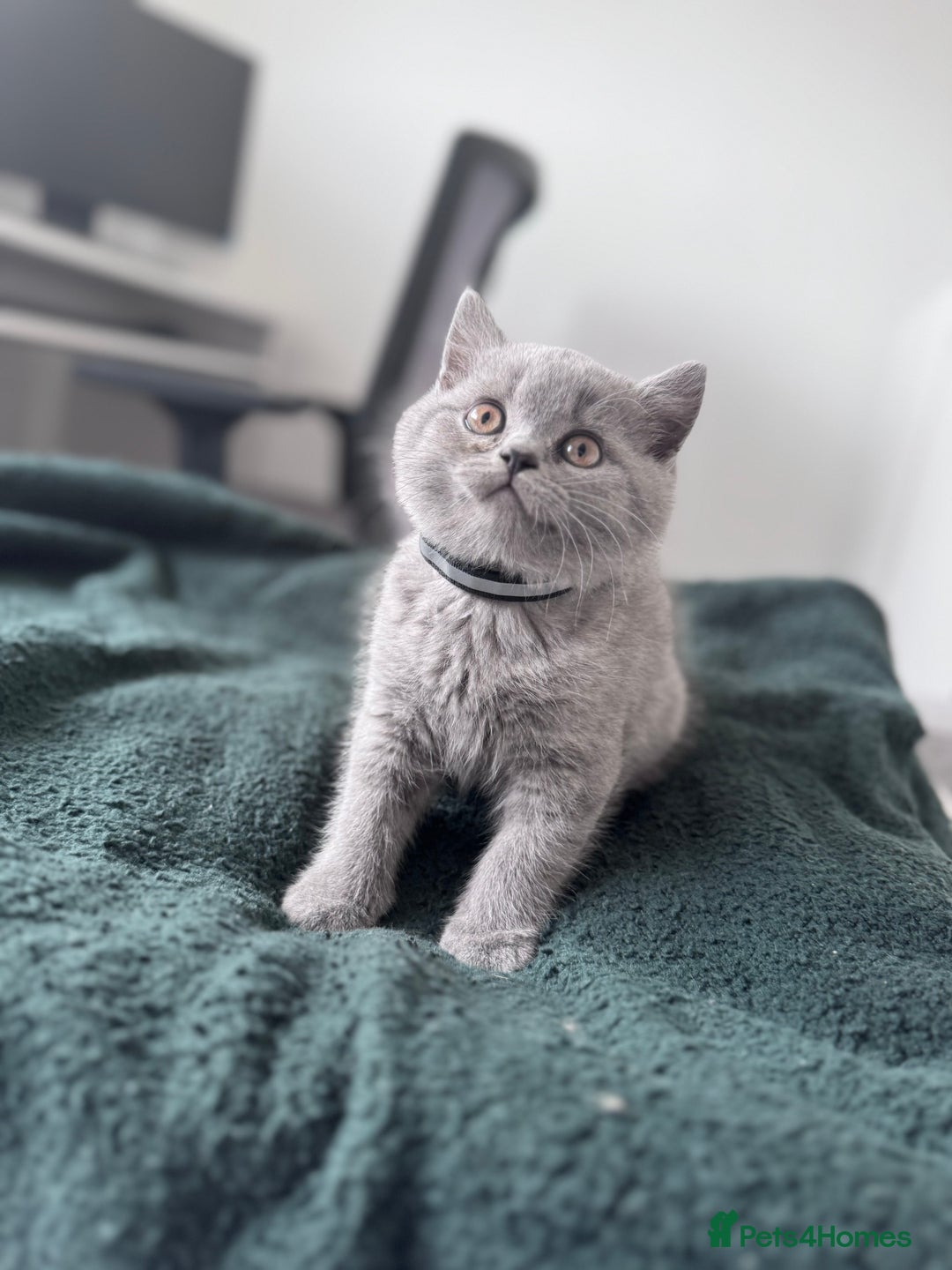 British Shorthair cats for sale: Gccf active Championship British Shorthair Female - Advert 9