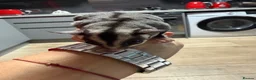 Sugar Glider rodents for sale: 2 Sugar glider girls available  in London - Advert 6