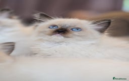 Ragdoll cats for sale:  ragdoll last boy left  - Image 4