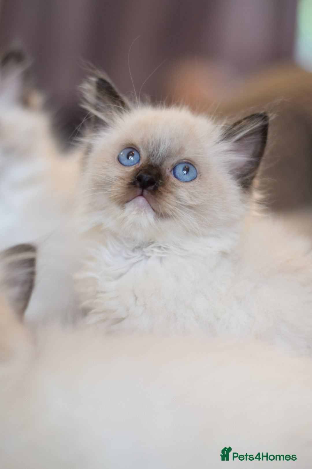 Ragdoll cats for sale:  ragdoll last boy left  - Image 4