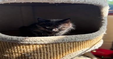 Mixed Breed cats - Advert 10