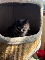 Mixed Breed cats - Advert 12