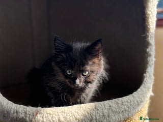 Mixed Breed cats - Advert 2