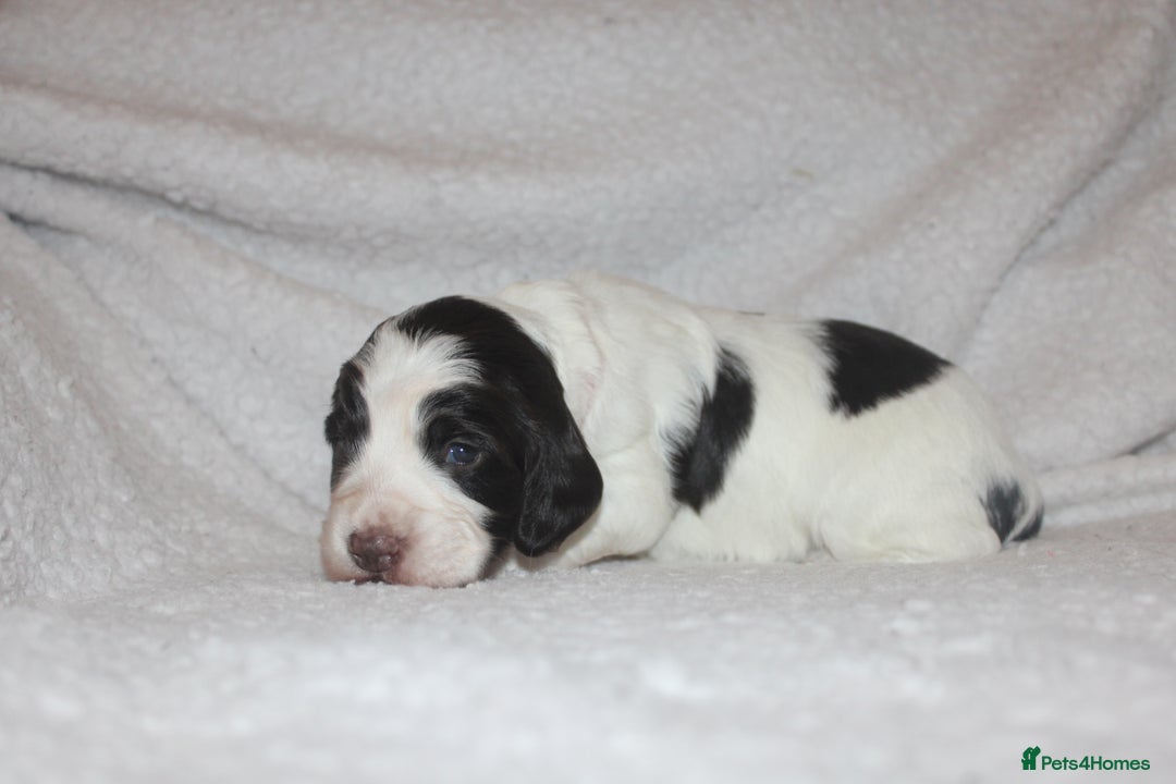 Cocker Spaniel dogs for sale: Working cocker spaniels - Advert 13