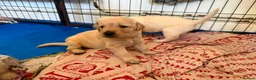 Labrador Retriever dogs for sale: Labrador Puppies Looking For Their Forever Homes  - Advert 37