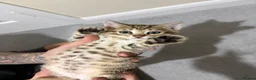 Bengal cats for sale: Bengal Mix kittens 🐱  in Hinckley - Advert 9