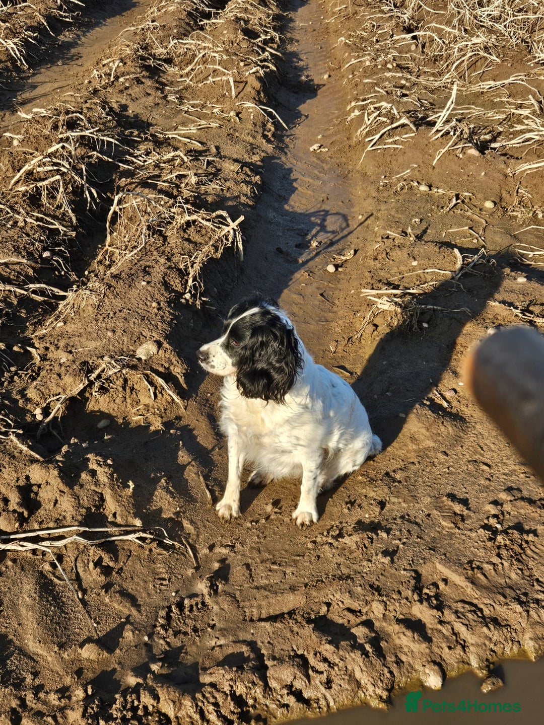 English Springer Spaniel dogs for sale: English springer spaniel pups - Advert 2