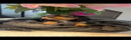 Cavalier King Charles Spaniel dogs for sale: beautiful cavalier King Charles puppies  - Advert 8