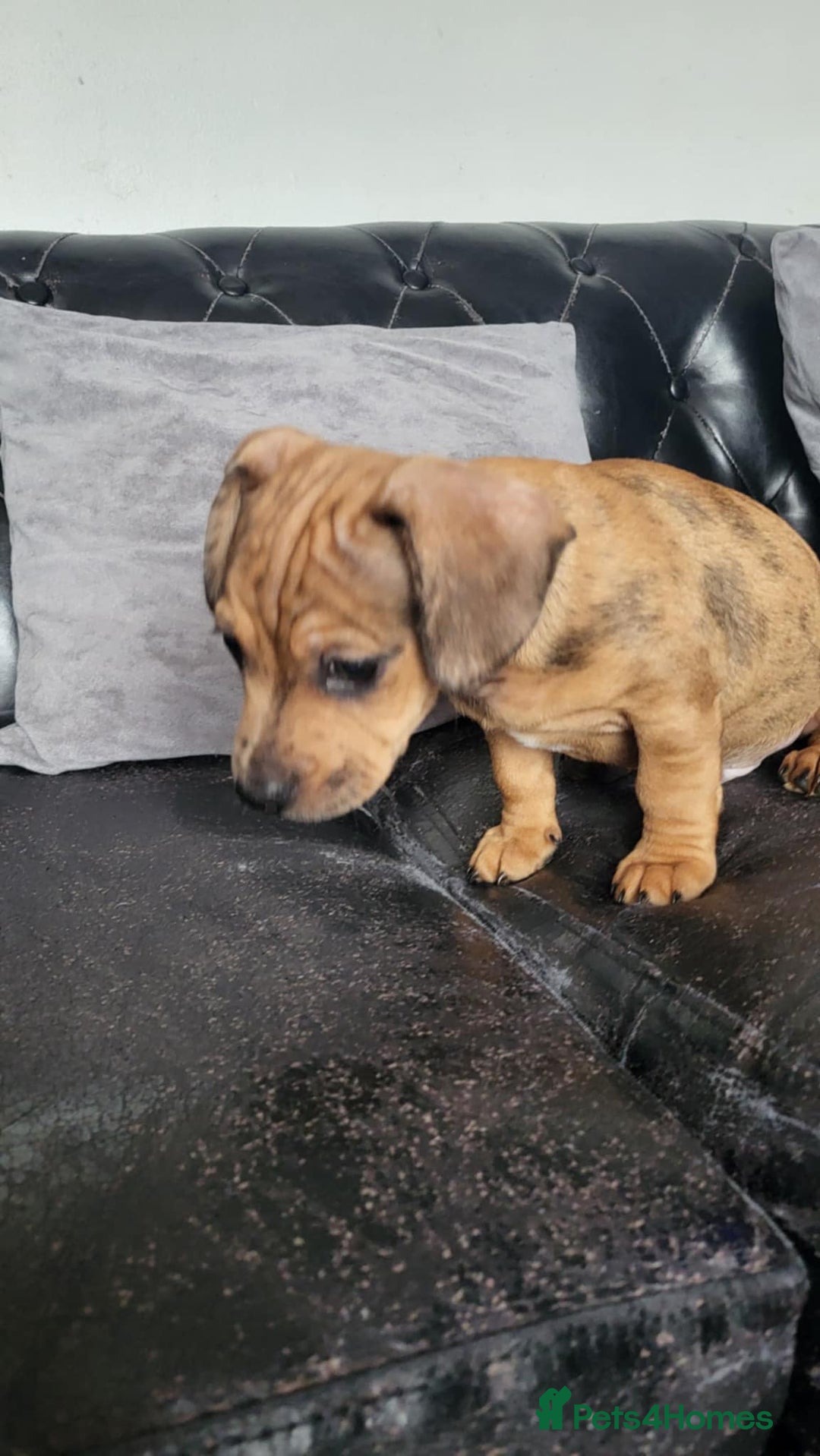 Dachshund dogs for sale: Mini dachshund puppy for sale! - Advert 8